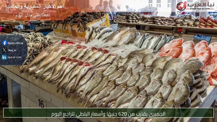 الجمبري يقترب من 620 جنيهًا وأسعار البلطي تتراجع اليوم